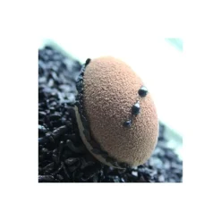 FLEXIPAN Demi-Oeufs - Moule silicone* Moule Silicone